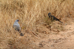 Micronisus gabar gabar