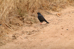 Micronisus gabar gabar