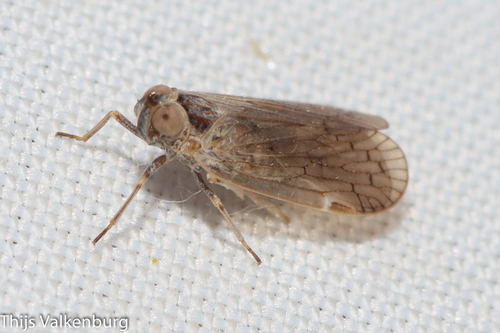 Pentastiridius suezensis, 2023-04-13