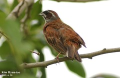 Emberiza cioides