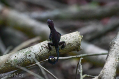 Anolis homolechis