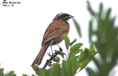 Emberiza cioides