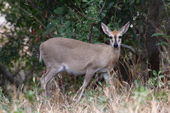 Sylvicapra grimmia caffra
