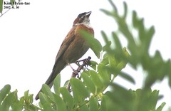 Emberiza cioides