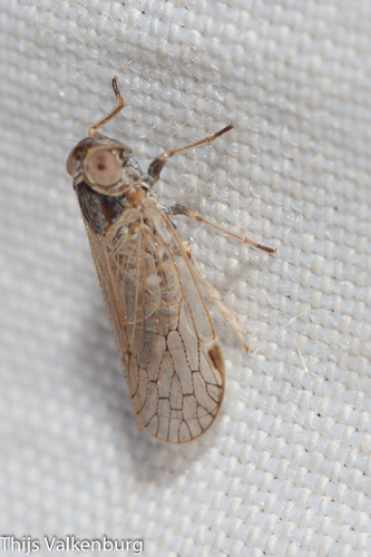 Pentastiridius suezensis, 2023-04-13