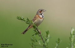 Emberiza fucata