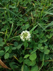 Trifolium repens