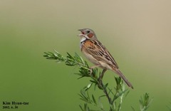 Emberiza fucata