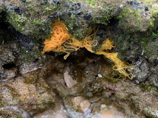 Sea Hares And Akera Snails From Sorrento Ocean Beach, Victoria 