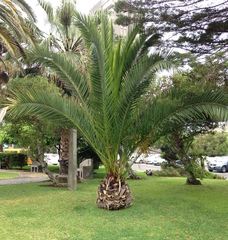 Phoenix canariensis