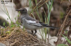 Motacilla grandis