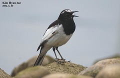 Motacilla grandis