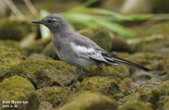 Motacilla grandis
