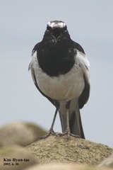 Motacilla grandis
