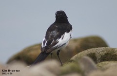 Motacilla grandis