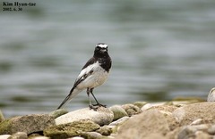 Motacilla grandis