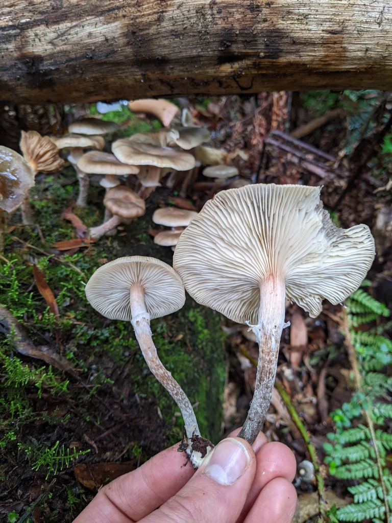 Austral Honey Mushroom