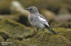 Motacilla grandis