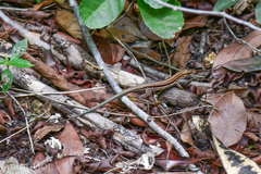 Pholidoscelis auberi