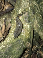 Meghimatium bilineatum