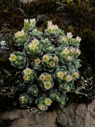Draba