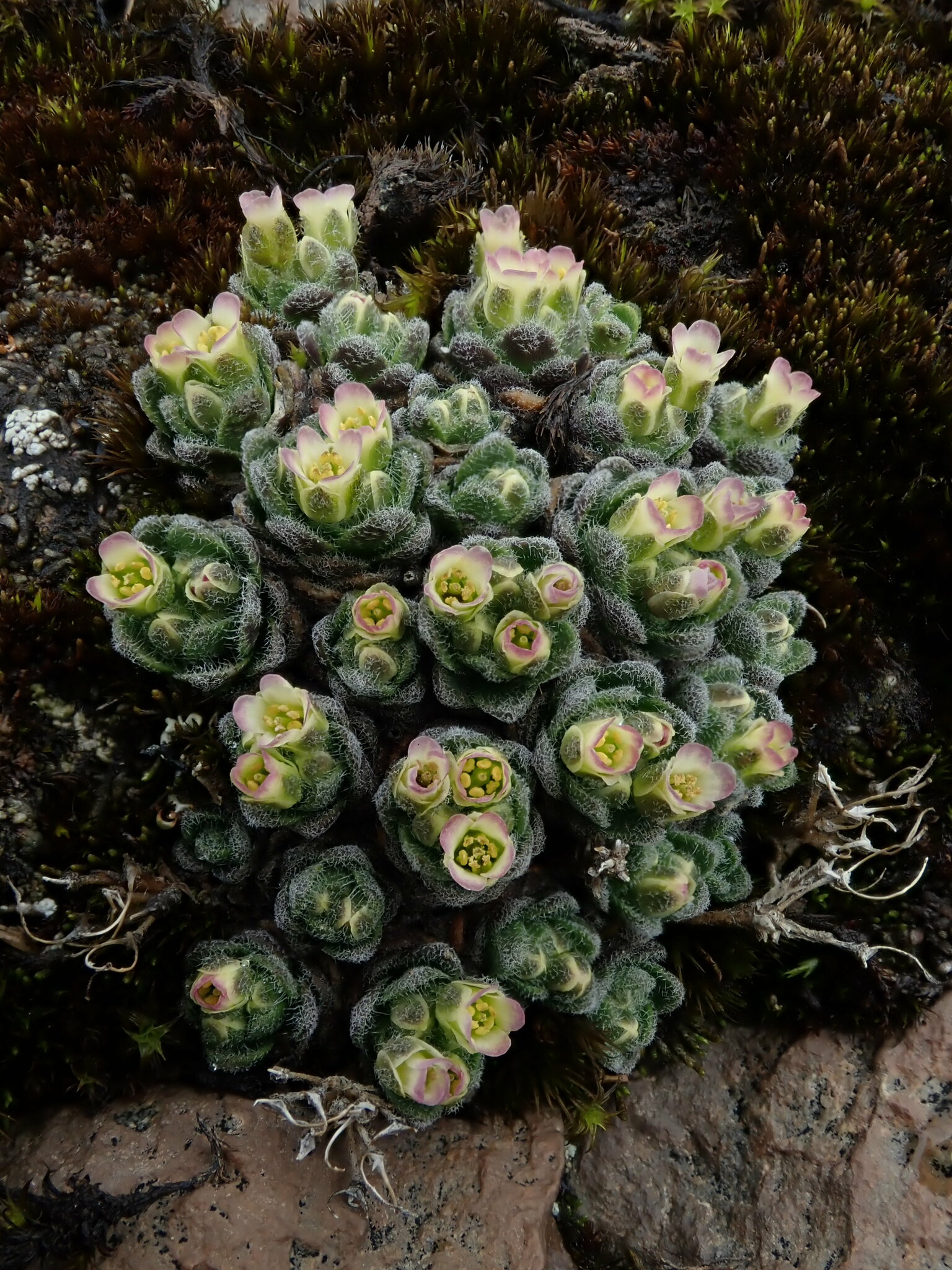 Draba