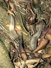 Meghimatium bilineatum