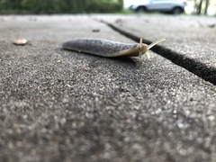 Leidyula floridana image