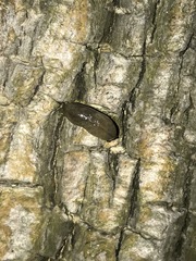 Meghimatium bilineatum