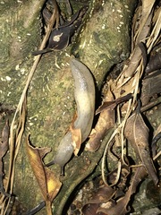 Meghimatium bilineatum