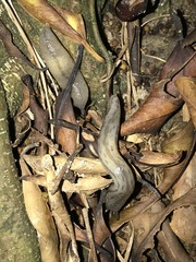 Meghimatium bilineatum