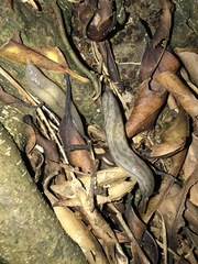 Meghimatium bilineatum