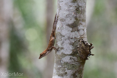 Anolis homolechis
