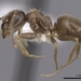 Invasive Garden Ant - Photo (c) California Academy of Sciences, 2000-2010, some rights reserved (CC BY-NC-SA)