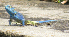 Acanthocercus kiwuensis