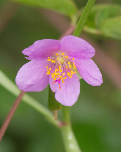 Talinum fruticosum