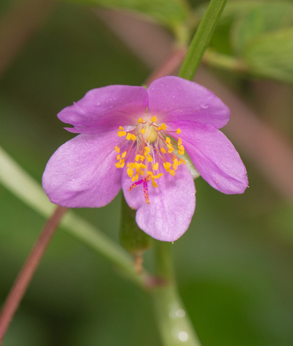 Talinum fruticosum