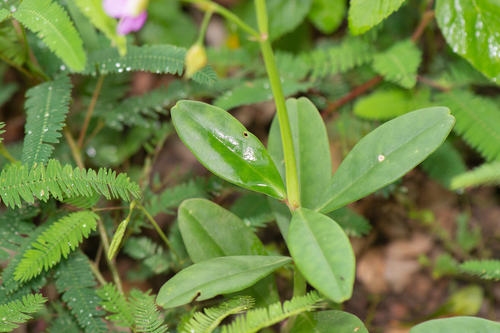 Talinum fruticosum