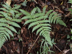 Dryopteris erythrosora