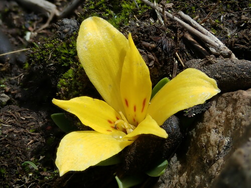 Alstroemeria pygmaea (Alstroemeria pygmaea)