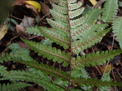 Dryopteris erythrosora