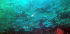 Caesio varilineata