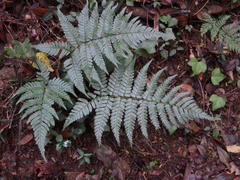Dryopteris erythrosora