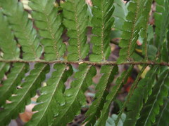 Dryopteris erythrosora