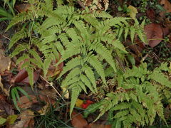 Athyrium niponicum