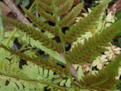Athyrium niponicum