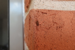 Diptera
