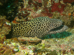 Gymnothorax favagineus