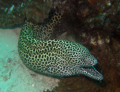 Gymnothorax favagineus
