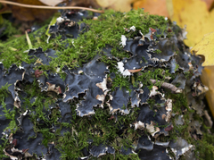 Peltigera horizontalis